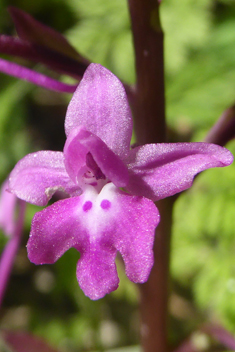 Four-spotted Orchid