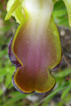 Rainbow Bee Orchid