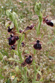 Mammose Spider Orchid