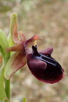 Mammose Spider Orchid