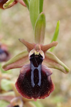 Mammose Spider Orchid