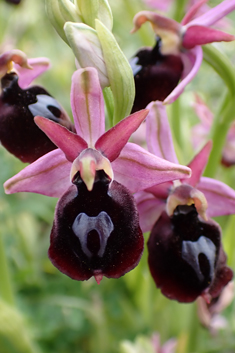 Horseshoe Bee Orchid