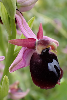 Horseshoe Bee Orchid