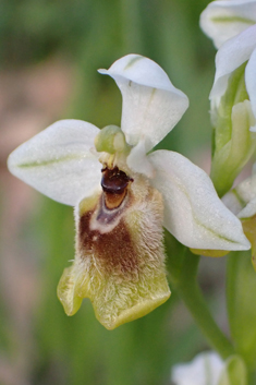 Sawfly Orchid