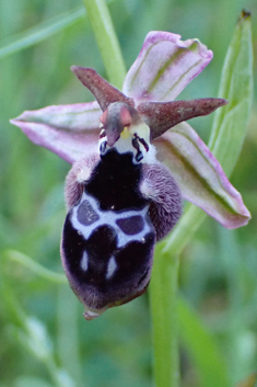 Reinhold's Bee Orchid