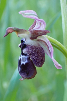 Reinhold's Bee Orchid