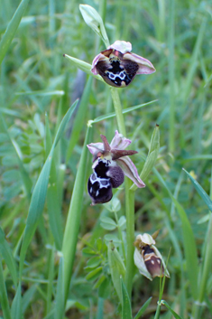 Reinhold's Bee Orchid