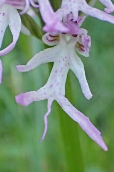 Naked Man Orchid