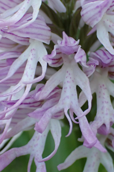 Naked Man Orchid