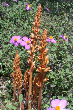 Slender Broomrape