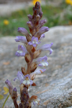 Mutel's Broomrape