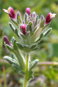 Southern Bartsia