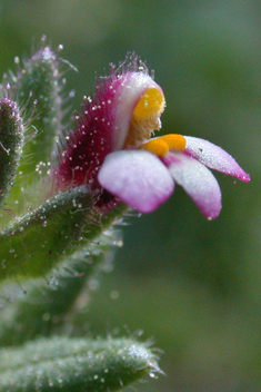 Southern Bartsia