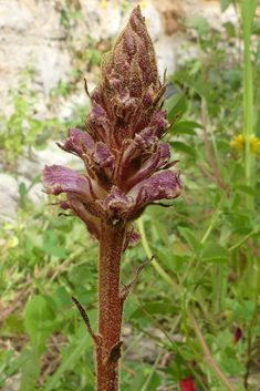 Thistle Broomrape