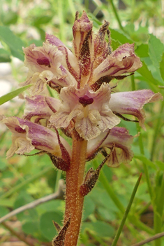 Thistle Broomrape