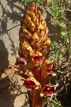 Slender Broomrape