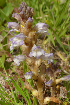 Mutel's Broomrape