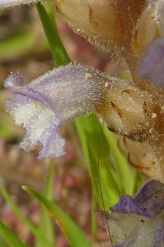 Mutel's Broomrape