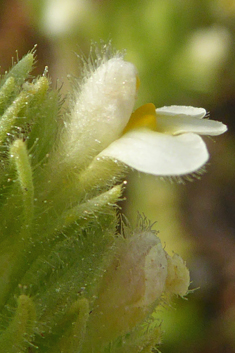 Southern Bartsia