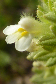 Southern Bartsia