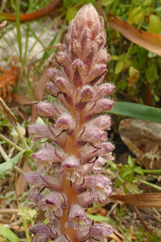 Downy Broomrape