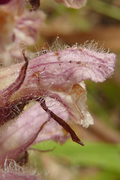 Downy Broomrape