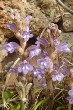 Mutel's Broomrape