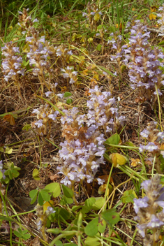 Mutel's Broomrape