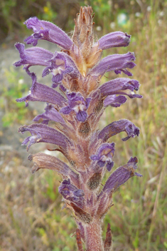 Violet Broomrape
