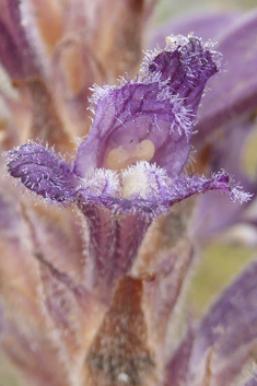 Violet Broomrape
