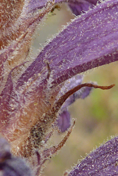 Violet Broomrape