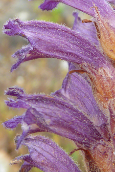 Violet Broomrape