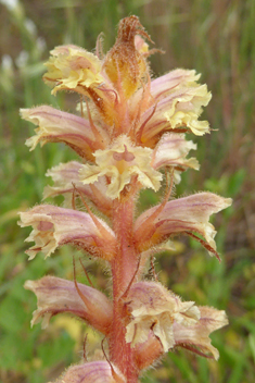 Downy Broomrape