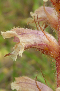 Downy Broomrape