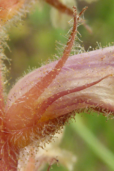 Downy Broomrape