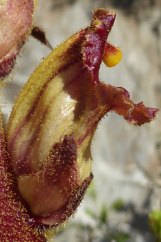 Slender Broomrape