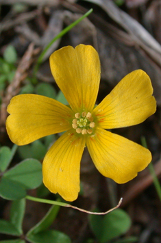 Procumbent Yellow-sorrel