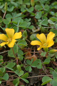 Procumbent Yellow-sorrel