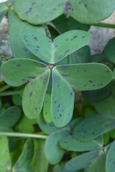 Cape Sorrel