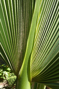 California Fan Palm