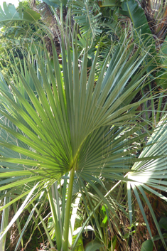 California Fan Palm