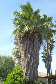 California Fan Palm