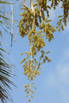 California Fan Palm