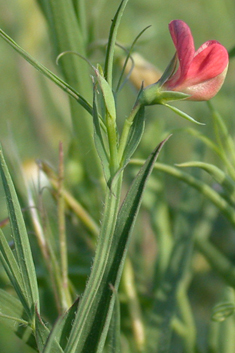 Red Vetchling