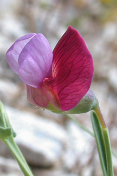 Crimson Pea