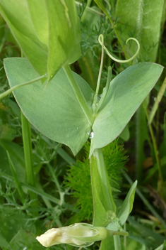 Yellow Vetchling