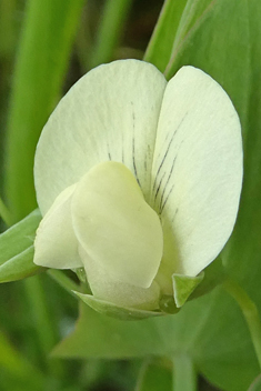 Yellow Vetchling