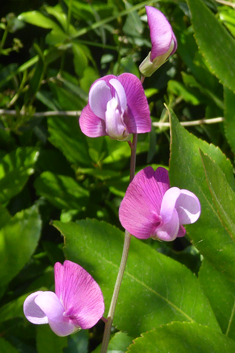 Crimson Pea