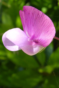 Crimson Pea