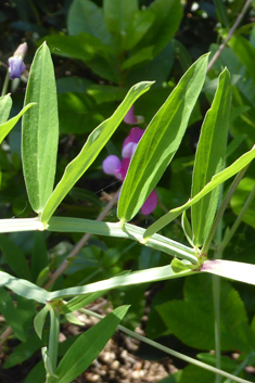 Crimson Pea